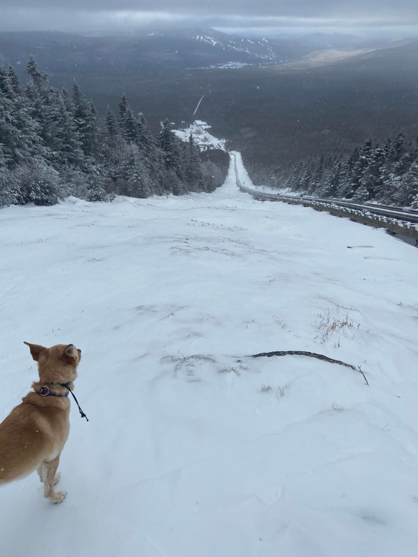 Cog to Jacob's Ladder - 11/29/2025